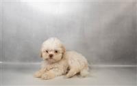 Shih Tzu: 1 Female Available