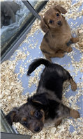 Dachshund Mix: 2 Males Available