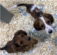 Dachshund Mix: 2 Males Available