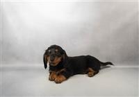 Dachshund : 1 AKC Male Available