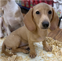 Mini Dachshund Mix: 1 Female Available