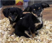 Chiweenie Mix: 1 Male and 1 Female Available