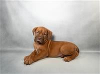 Dogue De Bordeaux: 1 Male Available
