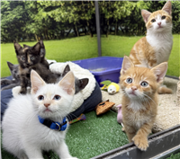 Domestic Shorthair Mix: 