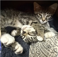 Domestic Shorthair Mix: 
