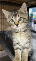 Domestic Shorthair Mix: 