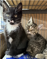 Domestic Shorthair Mix: 