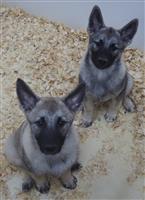 Norwegian Elkhound Mix: 1 Female and 3 Males Available