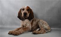 Grand Champion Line English Coonhound : 1 Male Available
