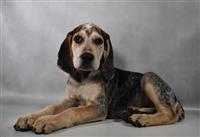 Grand Champion Line English Coonhound : 1 Female Available