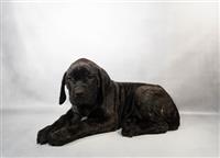 English Mastiff: 1 Female COMING ON TUESDAY