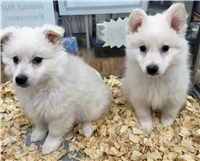 Eskimo Spitz Mix: 1 Male and 1 Female Available