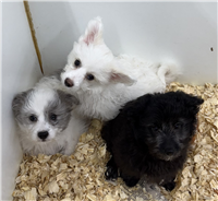 Eskipoo Mix: 2 Females Available