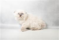 Exotic Shorthair & Scottish Fold: 1 Male - Longhair & Blue Eyes