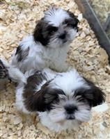 Shih Tzu: 2 AKC Females Available