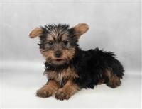 Yorkshire Terrier: 1 Female Available