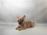 French Bulldog: 1 Female Available