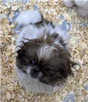 AKC Pekingese: 1 Male Available