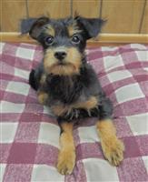 Fox Terrier & Mini Poodle Mix: 1 Male Available