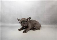 French Bulldog: 1 Female Available