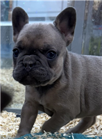 French Bulldog Mix: 1 Male and 1 Female Available