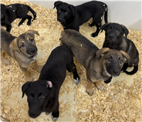 German Shepherd & Akita Mix: 3 Males and 3 Females Available