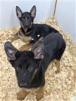 German Shepherd Mix: 2 Females Available