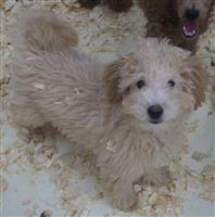 Mini GoldenDoodle Mix : 2 Males Available