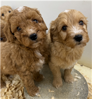 Mini GoldenDoodle Mix : 5 Males Available