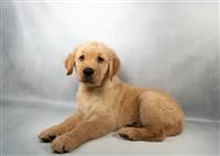 AKC Golden Retriever: 1 Male Available