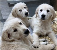 Golden Retriever: 1 Male Available