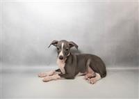 Italian Greyhound: 1 Male Available