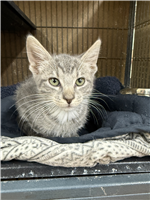 Domestic Shorthair Mix: 