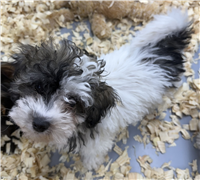 Havapoo: 1 Male Available