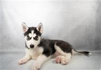 Siberian Husky: 1 AKC Male Available