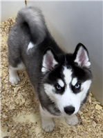 Siberian Husky: 1 AKC Female Available