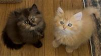 Persian Mix: 1 Female (Tortishell) Available