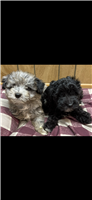 AussiePoo Mix: 3 Females Available