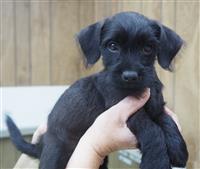 Jug & Mini Poodle Mix: 