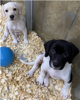 Labrador & Border Collie Mix: 2 Males and 1 Female Available