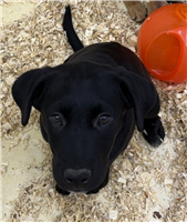 Labrador Retriever Mix: 2 Males Available