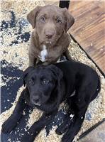 Labrador Retriever Mix: 2 Male Available