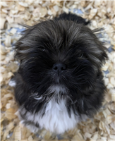 Lhasa Apso: 1 Female Available