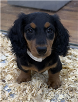 Mini Dachshund Mix: 2 Males and 1 Female Available