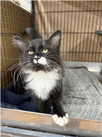 Domestic Longhair Mix: 