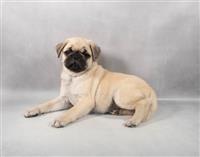 AKC Pug: 1 Male Available