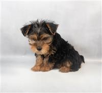 ACA Yorkshire Terrier: 1 Male Available