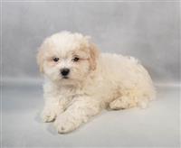 Teddy Bear (Shih Tzu & Bichon): 2 Males Available