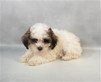 Yorkipoo: 1 Male Available