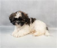 Lhasa Apso: 1 Male Available